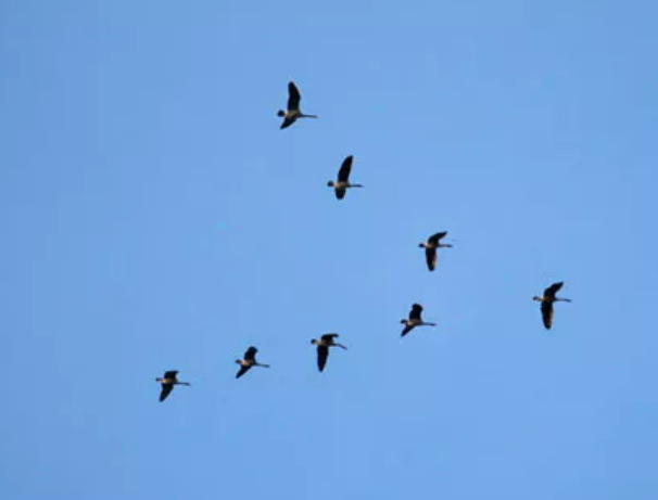 Am I a leader or a follower?